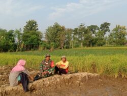 Babinsa Terjun Ke Sawah Beri Motivasi Petani