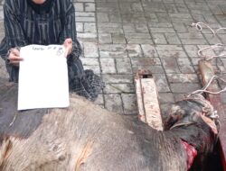 Indra Warni Sembelih 1 Ekor Lembu Sebagai Wujud Syukur di Momen Idul Adha 1445 H