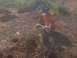 Perusakan Sawit PTPN IV di Pematang Siantar: Kerugian Mencapai Lima Miliar Rupiah