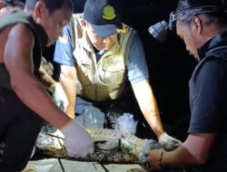 Seekor Buaya Muara di Sungai Mentawa Berhasil Diselamatkan BKSDA Sampit