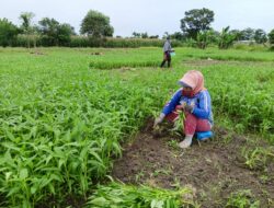 Petani Harapkan Presiden Prabowo Tolong Nasib Petani, Murahkan Harga Pupuk Demi Kelangsungan Hidup Petani