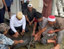 Polres Lhokseumawe Sembelih 7 Ekor Sapi Qurban, Daging Disalurkan ke Warga Sekitar
