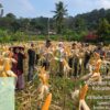 Kapolsek Cilograng Iptu Abul Wahab S.H Bersama Forkopimcam dan anggota Polsek Cilograng Melaksanakan Giat Panen Raya Jagung Mendukung Program Presiden RI Asta 