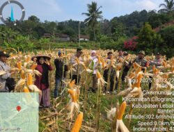 Kapolsek Cilograng Iptu Abul Wahab S.H Bersama Forkopimcam dan anggota Polsek Cilograng Melaksanakan Giat Panen Raya Jagung Mendukung Program Presiden RI Asta