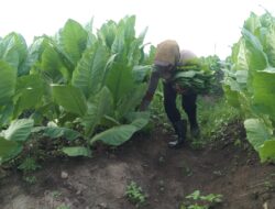 PTPN Cadangkan 500 Hektare Lahan untuk Hidupkan Kembali Kejayaan Tembakau Deli