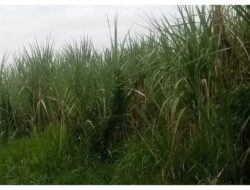 Tanaman Tebu Tak Terawat, GM Bungkam, Manager Kebun Cuek, Klaster Head Diminta Turun Tangan