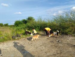 Aktivis Pecinta Binatang Desak Pemerintah Tindak Dugaan Pengeliminasian Anjing di Kawasan Benoa