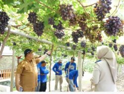 Jadi Kawasan Agrowisata Favorit Kota Palu, Kebun Anggur Duyu Bangkit Bukti Kerja GTRA